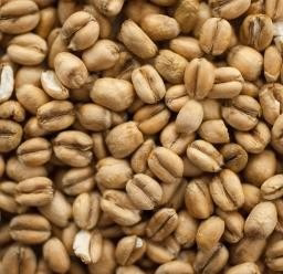 Torrefied Wheat (3-4,5 EBC) 100G - Thomas Fawcett